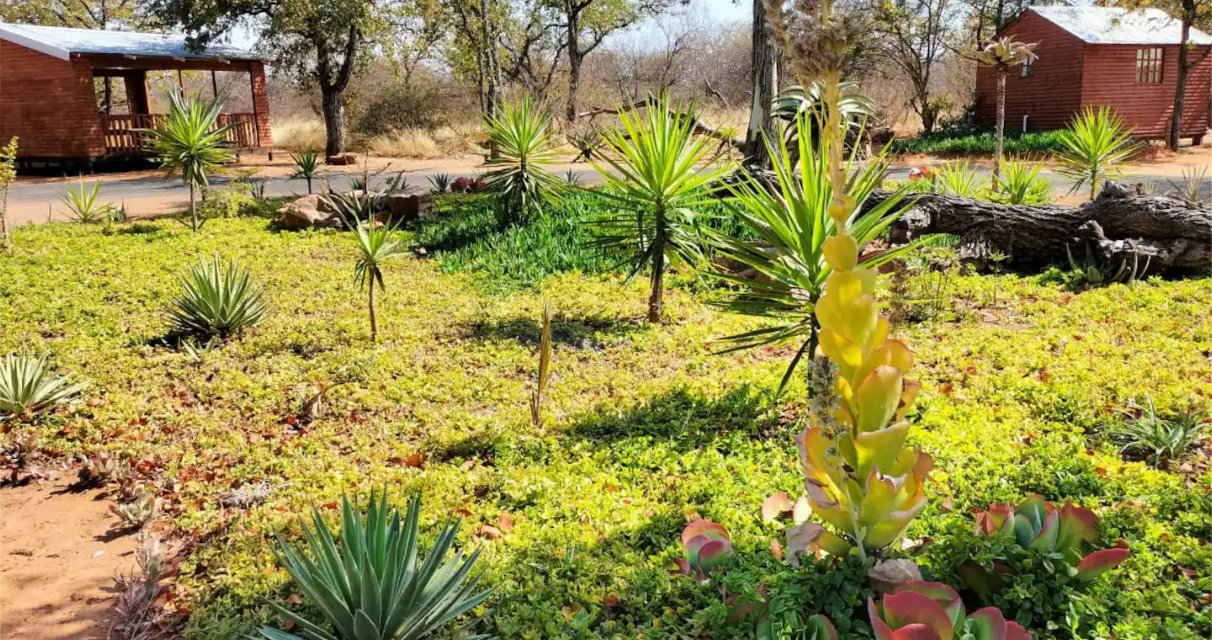 Beautiful landscaped gardens at Maseri Cabins in Limpopo